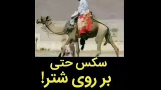 مسلمانان حتی روی شتر هم س.ک.س میکنند