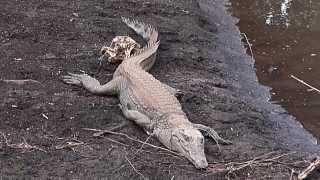 Wild Afrika 9: Krokodile lauern auf Beute -Kenia, Tsavo-West National Park-