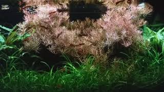 1 year update, 30 gallon walstad method aquarium (no co2 or ferts added)