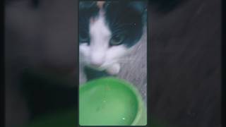 Киця на вулиці 😻🐈 консерви whiskas