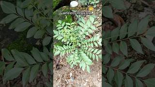 দেখো বাড়িতে অনেক কারিপাতার চারা হয়েছে ♥️ | #shorts #plants