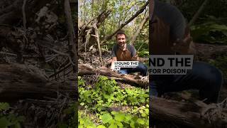 The Antidote for Poison Ivy! Jewelweed! #natureeducation #naturalist #poisonivy