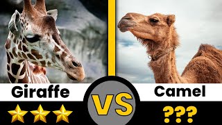 giraffe vs camel who would win the battle