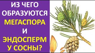 3. Из чего образуются мегаспора и эндосперм у сосны?