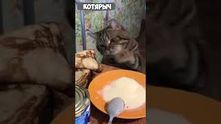 ПРИКОЛЫ С КОТАМИ и КОШКАМИ😹 СМЕШНЫЕ ЖИВОТНЫЕ😂😻👍 #23