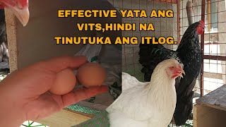 VITAMINS PARA MAIWASAN ANG PAG TUKA SA MGA ITLOG EFFECTIVE KAYA?