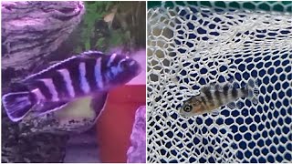 How to tell if Demasoni cichlid holding eggs - breeding mbuna Demasoni cichlids. Demasoni fry