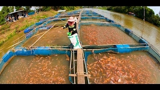 How It`s Made | Fish Farming