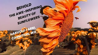 #Sunflowersfield #carnation #washingtonstate, #sunflowers #agriculture #flowers