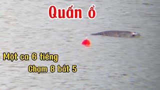 Câu lục. Câu một ca sáu tiếng quấn ổ trắm đen chạm 8 con. Hồ câu Tân Mỹ