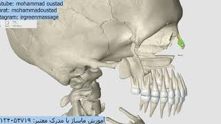 آناتومی جمجمه skull skeletal anatomy