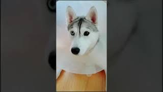 Vet Shaves and Steals Husky's Fur (I tried to replace it!)