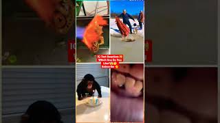 Funny Animal Videos 2022 - Funniest Cute Cats And Dogs Video Compilation - #tiktok #shorts #trending