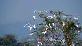 The most experienced bird lover cannot tell how many birds live here