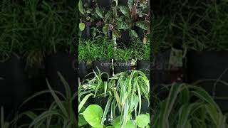 Low Space Garden Setup | #Shorts