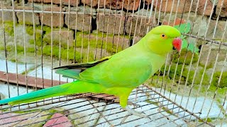 parrot  video  parrot sounds video😍