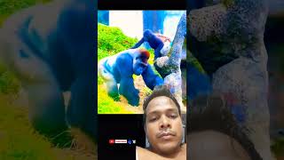 Cute and naughty babies of Gorilla #shorts #ytshorts #youtubeshorts #trending #viralshorts