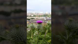 The beauty of Scotland  #shorts  #scotland #travel