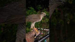 Bird Falcon Eating #birds #falcon #eagle #wildlife #hawk #shorts #animals #attack #hunting #eating