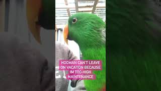 Experience 💋 Eclectus Parrot Getting Kisses Like Never Before | #eclectusparrot #birdbonding