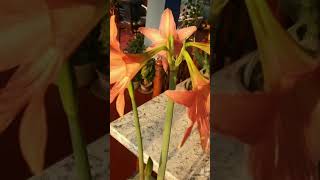 Amaryllis lily #viral #viralshorts #viralshort #shorts #short #shortvedio #shortvedio