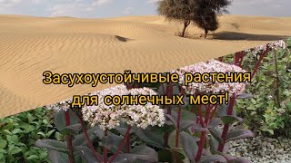 Солнцелюбивые, засухоустойчивые растения для сада. 2 часть.