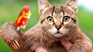 Best Funny Animals Videos Compilation 2016 , 1080p