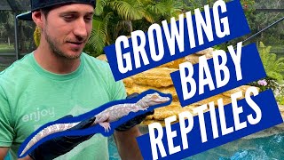 Rare Morph Reptile Update!!