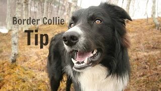 Border Collie Tip | 1 year