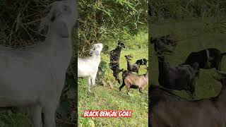 For Sale Best' quality black Bengal goat Ranchi Jharkhand #shortsvideo #youtubeshorts #villagegoat