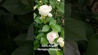 Earth Angel / Herzogin Christiana is an rose with a very unique fragrance.