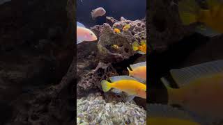 Chilled out fish tank #fish #fishtank #asmr #chillout