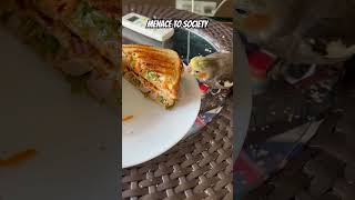 Cockatiel Steals My Food😡😡#cockatiel #stealing #shorts