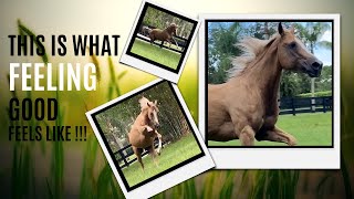 BEAUTIFUL HORSES ~ ☀️Feeling GOOD on a 🥵hot 🌴Florida Day!  #Horse 🐎 #Shorts