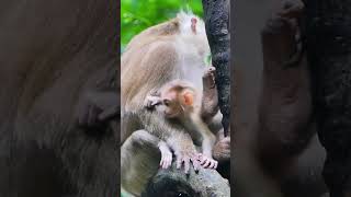 Ep142. Cute Monkey Goes Bananas in Adorable Viral Video!