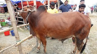 Aftab nagar gorur haat 2021: Medium size cow price in bangladesh ! qurbani eid 2021