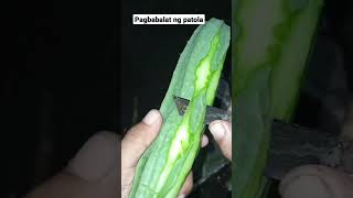 GANITO MAGBALAT NG PATOLA ,BEST WAY #patola #pagbabalat #asmr #satisfying