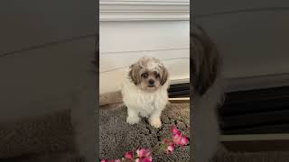 Shih Tzu Hobbit Relaxing Home Ambiance