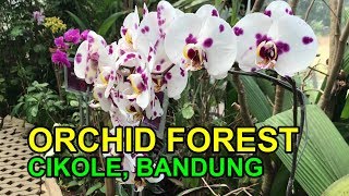 MENIKMATI ORCHID FOREST, CIKOLE, LEMBANG - INDONESIA. ENGLISH Subttitle