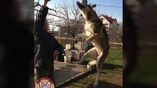 Czechoslovakian Wolfdog "Vanya Lupi del Montale" Olympic High Jumper