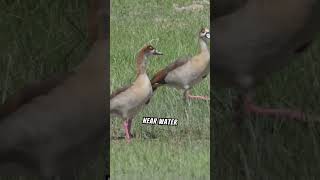 Fun Facts About The Egyptian Goose