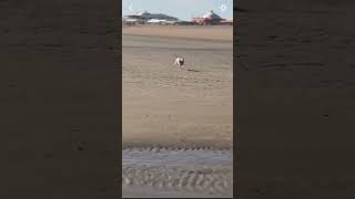 Dog Zoomies on an empty beach in Mexico