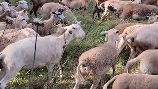 Developing Parasite Resistant White Dorpers In East Texas