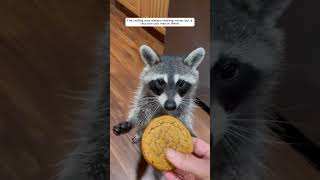 Rescued a baby raccoon from the ceiling and raised by kind family #animalshorts #shortvideo