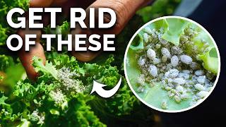 Get Rid of Ants & Aphids FOR GOOD In Your Garden 🐜