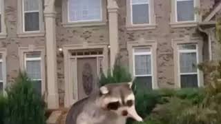 Get around raccoon