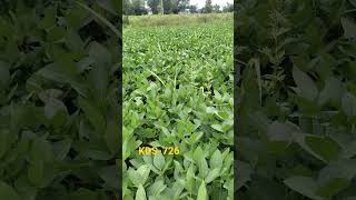 kds 726 soyabeen  80 days crop