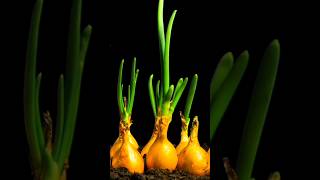 Spring Onion Growing Time Lapse #growing #timelapse #shorts