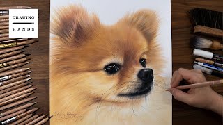 Drawing Pomeranian-Ga Eul [Drawing Hands]