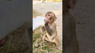 Dudu piyenge hum to 🍼🐵#bandar #monkeyvideo #monkey 0727